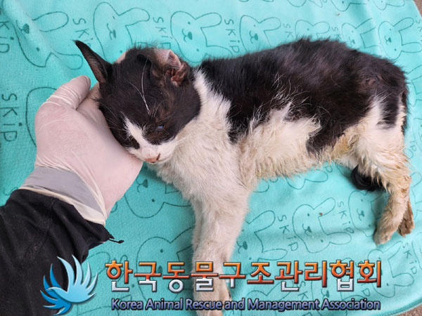 한국동물구조관리협회_411304202300296